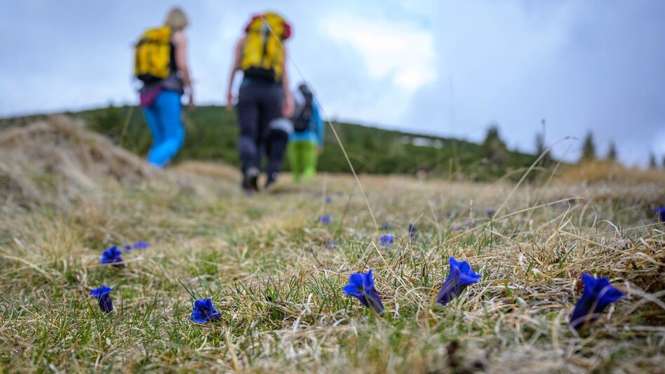 Hiking Route Pletzen via Gaalreiter - Touren-Impression #2.8 | © Erlebnisregion Murtal