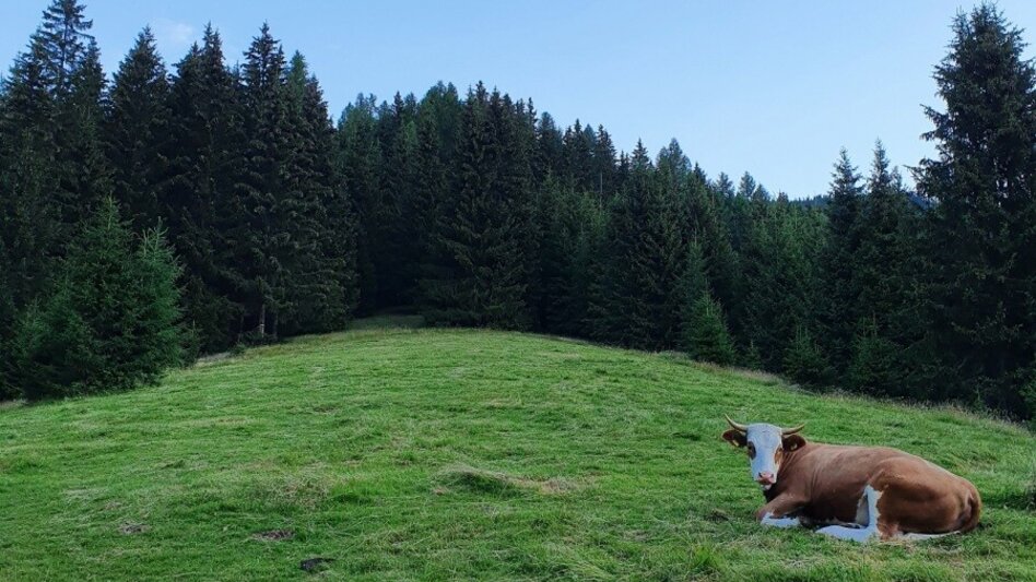 Hiking Route Pletzen via Gaalreiter - Touren-Impression #2.5 | © Martin Muhrer / bergfexmartin.at