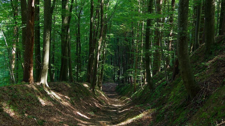 Hiking Route Hiking trail around Stein (Wanderweg um Stein) / Trail 3 - Touren-Impression #2.5 | © Thermen- & Vulkanland