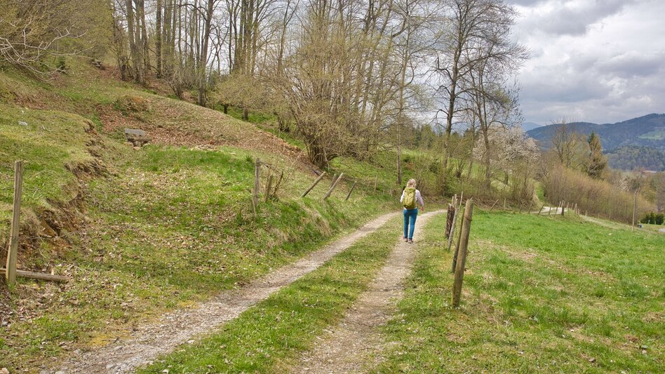 Hiking Route Tannebenwald Loop (R7) with Kunstkogel Trail - Touren-Impression #2.9 | © WEGES OG