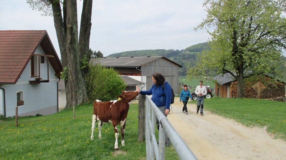 Hiking Route Lehrwanderweg (Educational Hiking Trail) (R11) - Touren-Impression #2.17 | © Janine Wenzel