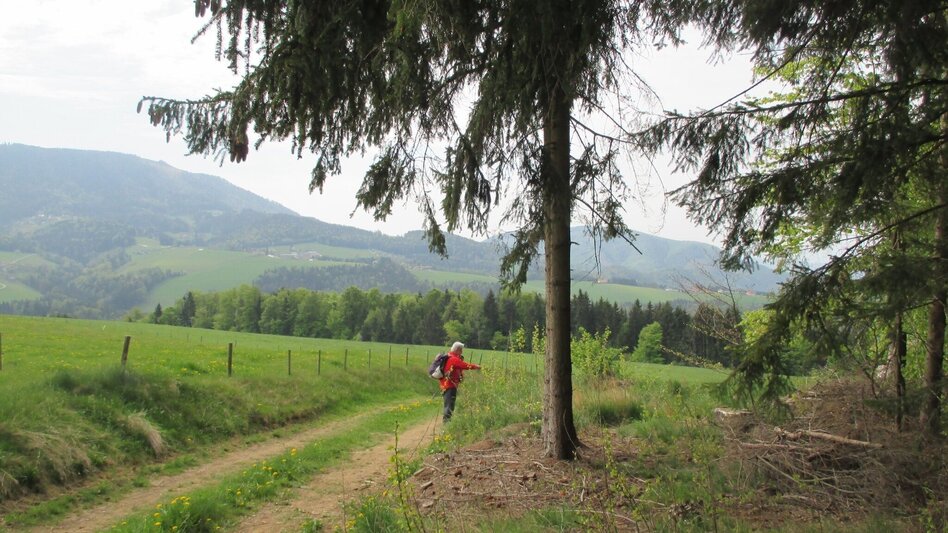 Hiking Route Lehrwanderweg (Educational Hiking Trail) (R11) - Touren-Impression #2.19 | © Janine Wenzel