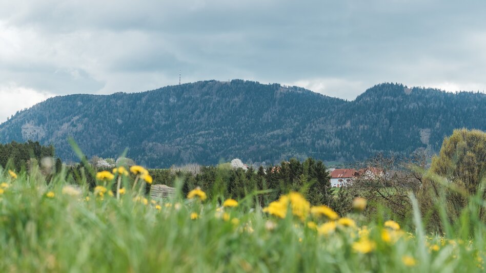 Hiking Route Lehrwanderweg (Educational Hiking Trail) (R11) - Touren-Impression #2.3 | © Janine Wenzel