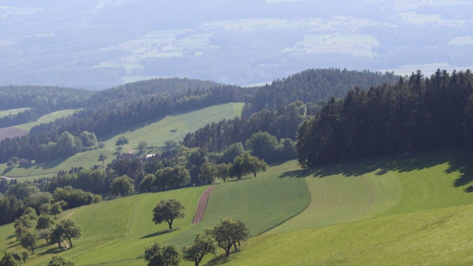 Themen- und Lehrpfad Waldlehrpfad Masenberg, Pöllauberg - lange Variante - Touren-Impression #2.7 | © Oststeiermark Tourismus