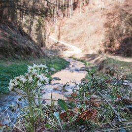 Bachlauf im Rötschgraben | © Janine Wenzel