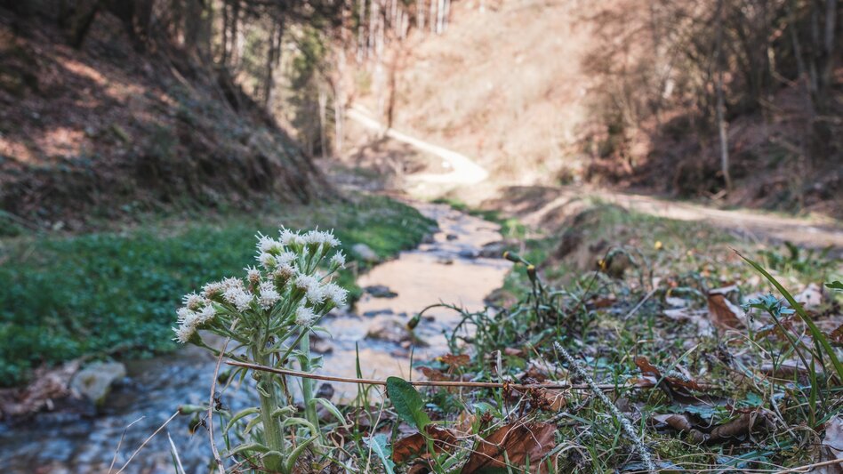 Hiking Route Rötschgraben Trail (R13) - Touren-Impression #2.1 | © Janine Wenzel