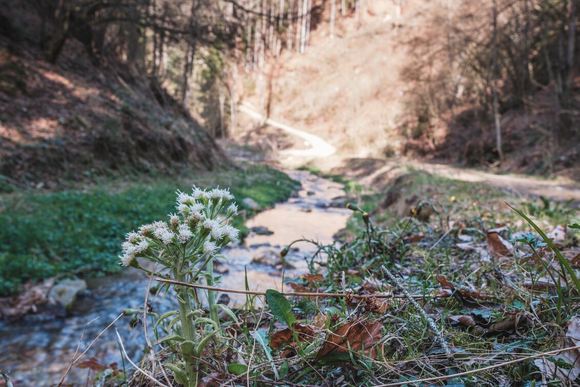 Hiking Route Rötschgraben Trail (R13) - Touren-Impression #1 | © Janine Wenzel
