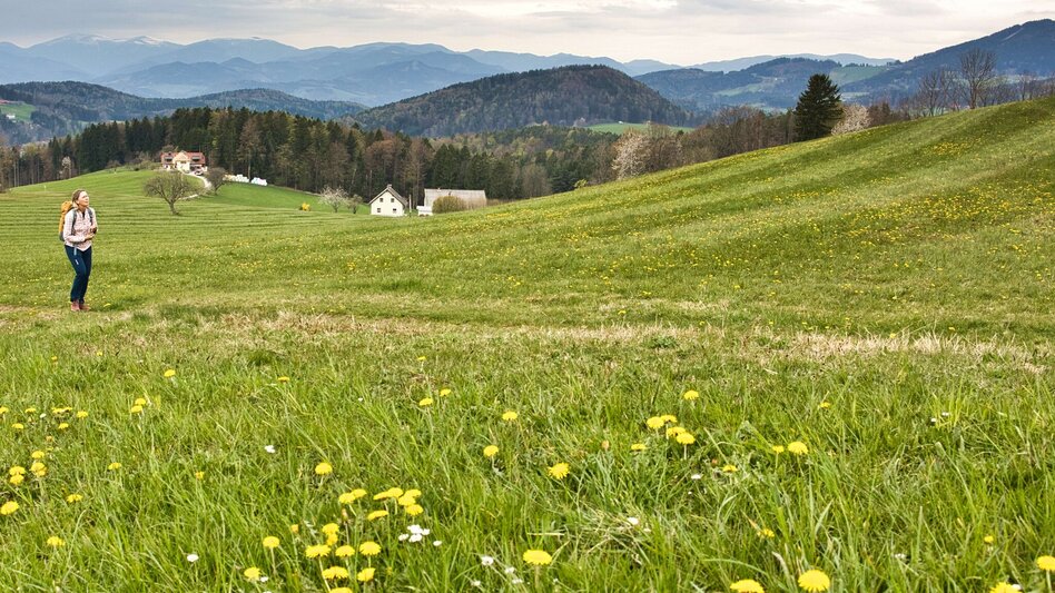 Wanderung Ulrichsbrunn-Rundweg (R2) - Touren-Impression #2.5 | © WEGES OG