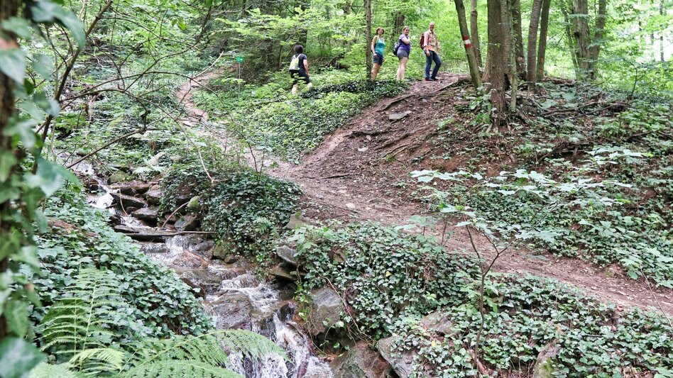 Wanderung Ringwarte-Runde, Hartberg - Touren-Impression #2.2 | © Oststeiermark Tourismus