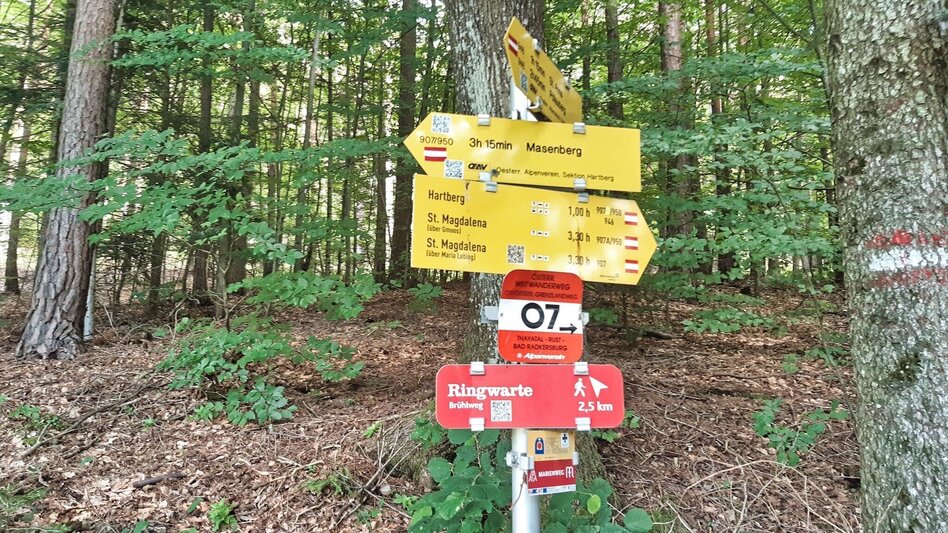 Wanderung Ringwarte-Runde, Hartberg - Touren-Impression #2.7 | © Weges OG