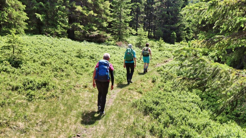 Hiking Route Steinplan over Geierleitengraben - Touren-Impression #2.10 | © Weges OG