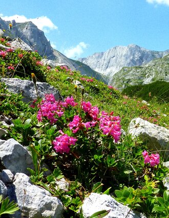 Hochschwabblick | Steininger | © TV Hochsteiermark