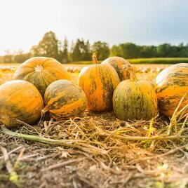 Steirischer Ölkürbis | © Steirisches Kürbiskernöl ggA