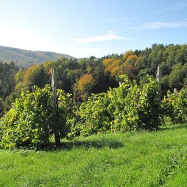 Vineyards in Bad Gams | © TV Südsteiermark