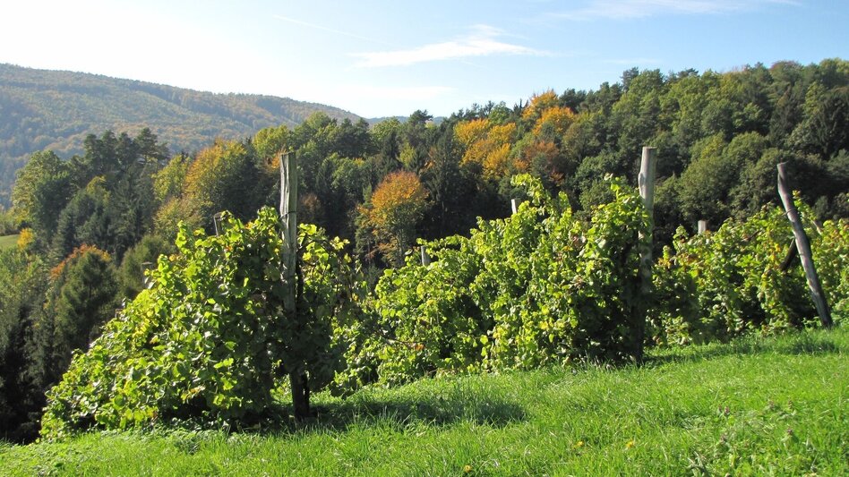 Wanderung Winzerweg in Bad Gams - Touren-Impression #2.1 | © TV Südsteiermark