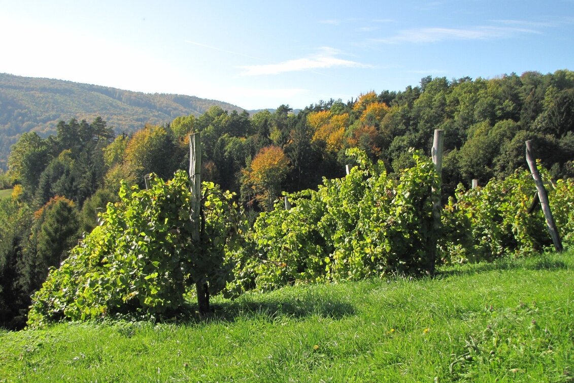 Wanderung Winzerweg in Bad Gams - Touren-Impression #1 | © TV Südsteiermark