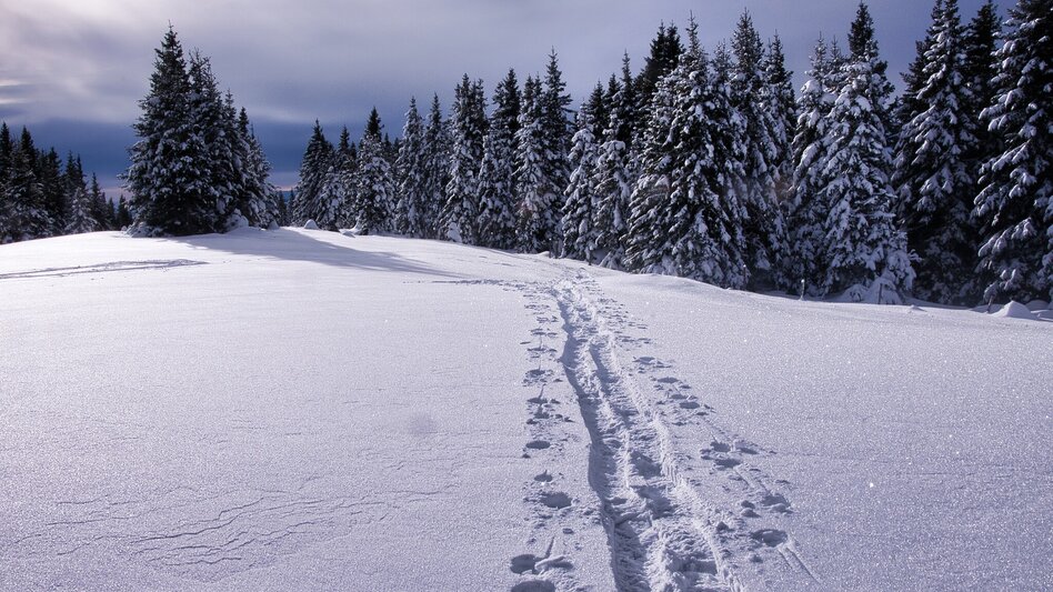 Snowshoe Walking Hochwechsel - Snowshoe tour along the Schwaigen, Waldbach-Mönichwald - Touren-Impression #2.4 | © Oststeiermark Tourismus