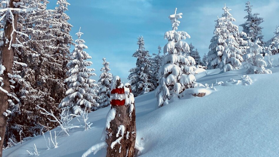 Snowshoe Walking Snowshoe hiking tour Hohe Trett - Touren-Impression #2.4 | © Erlebnisregion Schladming-Dachstein