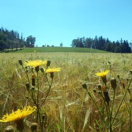 Blick Richtung Gasthof Höchwirt | © Region Graz