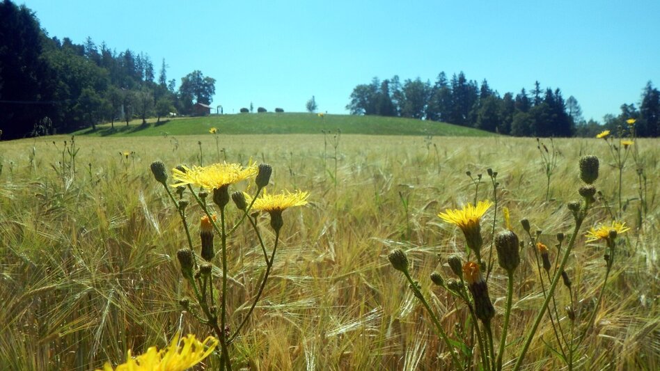 Hiking Route Gratkorn circular hike - Touren-Impression #2.1 | © Region Graz