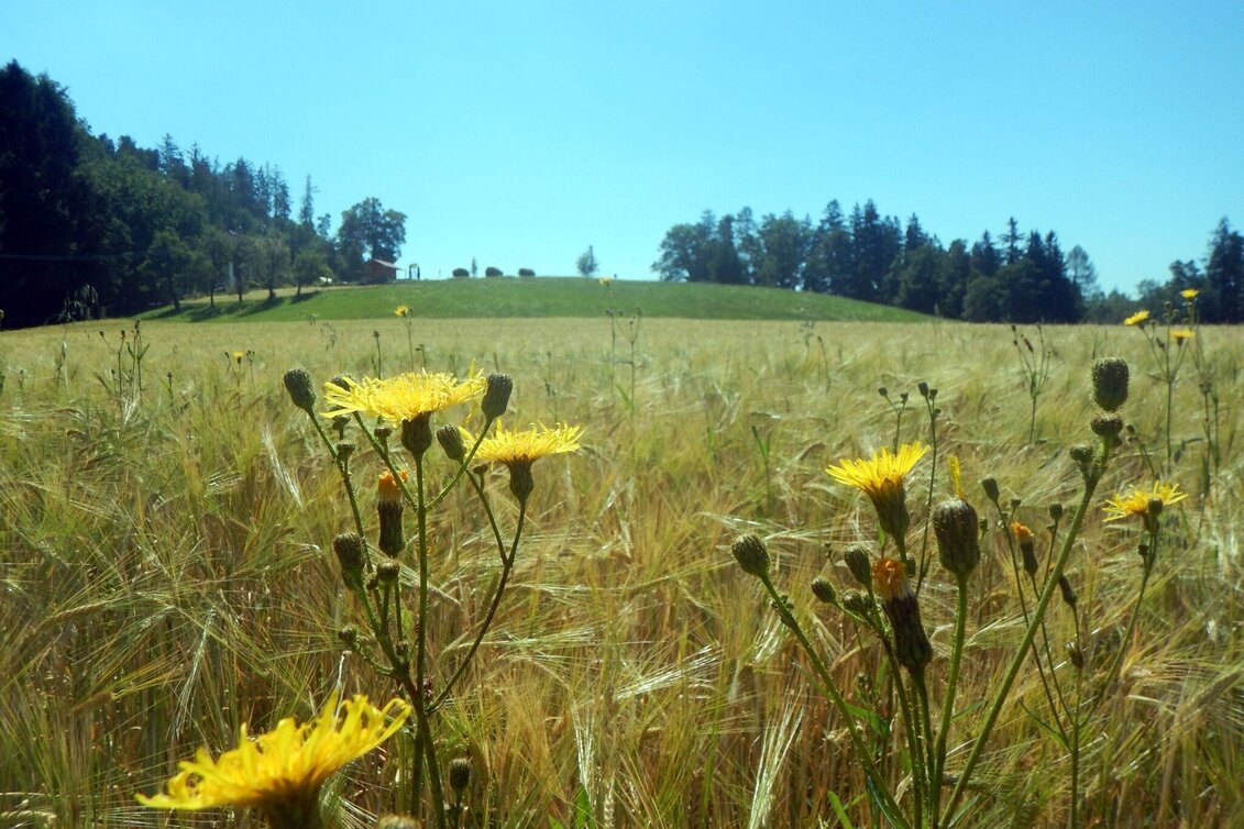 Hiking Route Gratkorn circular hike - Touren-Impression #1 | © Region Graz