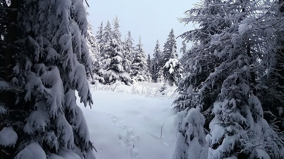 Schneeschuhwandern Im Schnee auf die Packeralpe - Touren-Impression #2.3 | © Region Graz