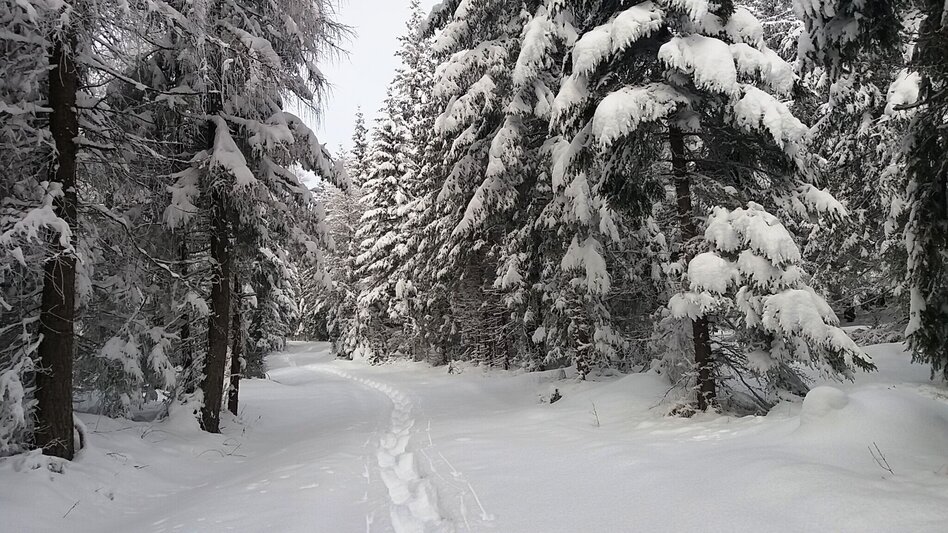 Schneeschuhwandern Im Schnee auf die Packeralpe - Touren-Impression #2.1 | © Region Graz