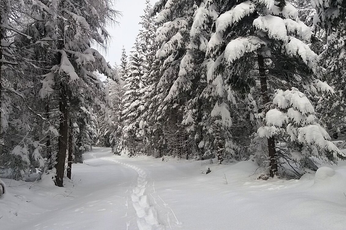 Schneeschuhwandern Im Schnee auf die Packeralpe - Touren-Impression #1 | © Region Graz