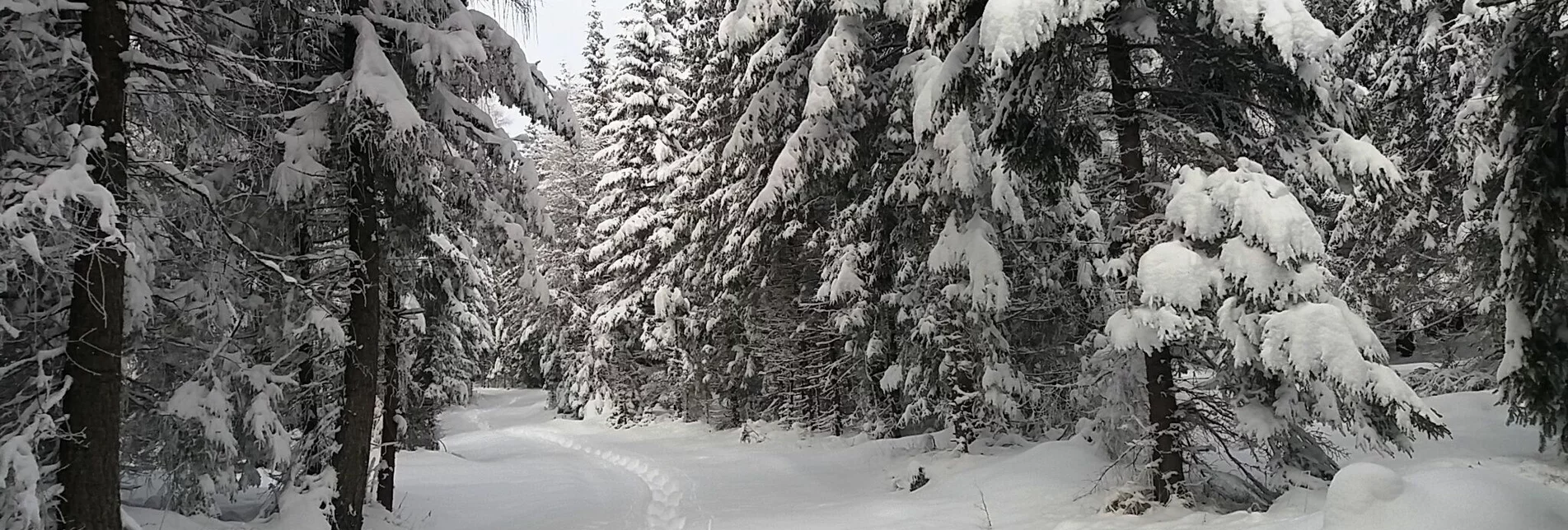 Snowshoe walking Im Schnee auf die Packeralpe - Touren-Impression #1 | © Region Graz