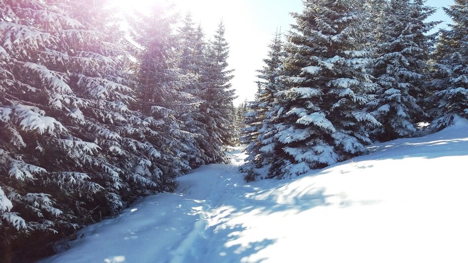Snowshoe Walking Über die Gmoa-Alm - Touren-Impression #2.6 | © Region Graz
