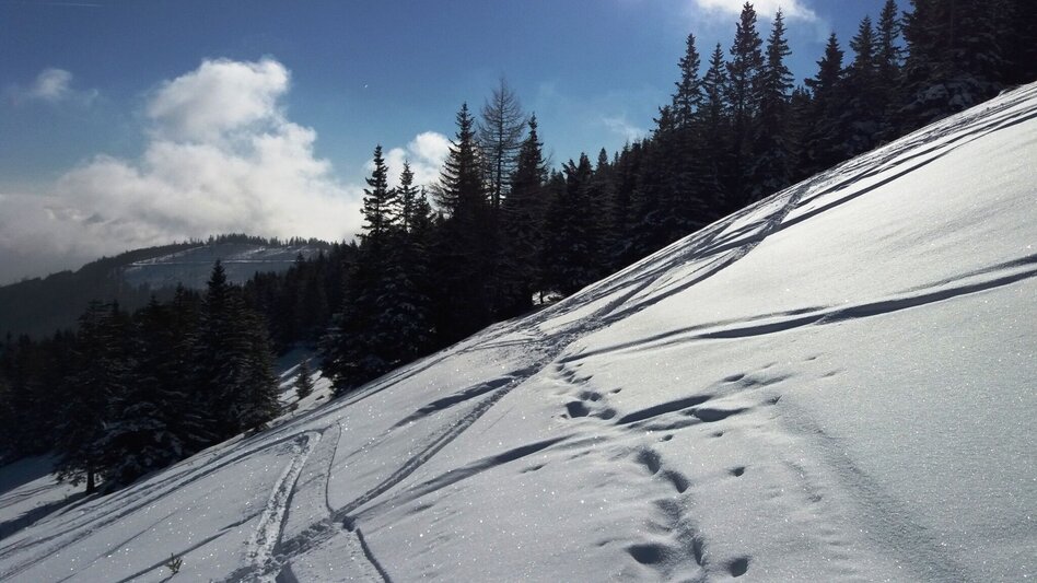 Snowshoe Walking Über die Gmoa-Alm - Touren-Impression #2.7 | © Region Graz