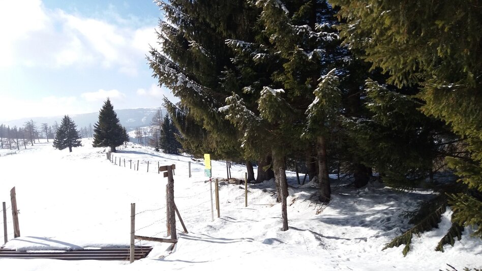 Snowshoe Walking Über die Gmoa-Alm - Touren-Impression #2.11 | © Region Graz