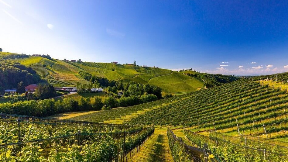 Wanderung Steinbach - Südsteirische Weinstraße - Eckberg Nr. 5 - Touren-Impression #2.3 | © TVB Südsteiermark/Harry Schiffer