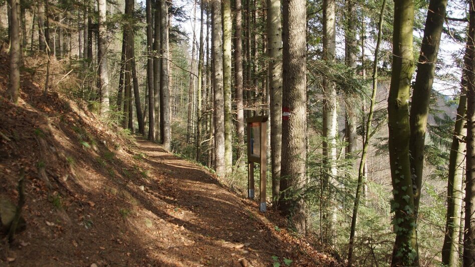 Themen- und Lehrpfad Waldlehrpfad, Koglhof - Touren-Impression #2.2 | © Oststeiermark Tourismus