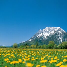 Blumenwiese in Trautenfels mit Grimming im Hintergrund | © Steiermark Tourismus/bigshot.at