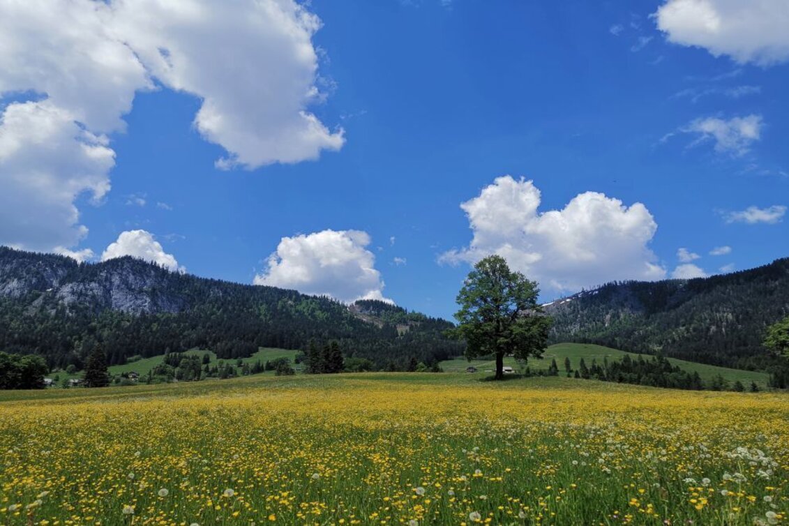 Wanderung Familienwanderung von Tauplitz in die Gnanitzalm - Touren-Impression #1 | © TVB Ausseerland-Salzkammergut_Theresa Schwaiger