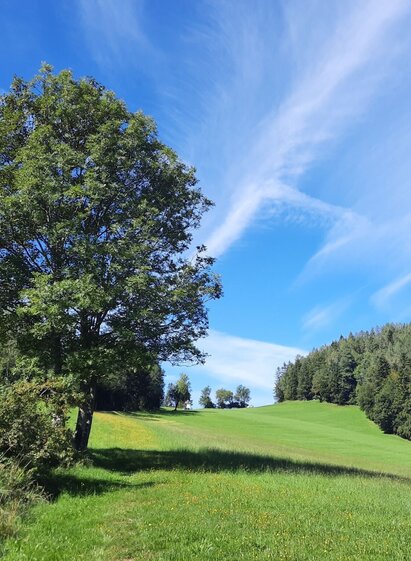 Blick zum Gschnaidter Kreuz | © Oststeiermark Tourismus | ©WEGES | © Oststeiermark Tourismus