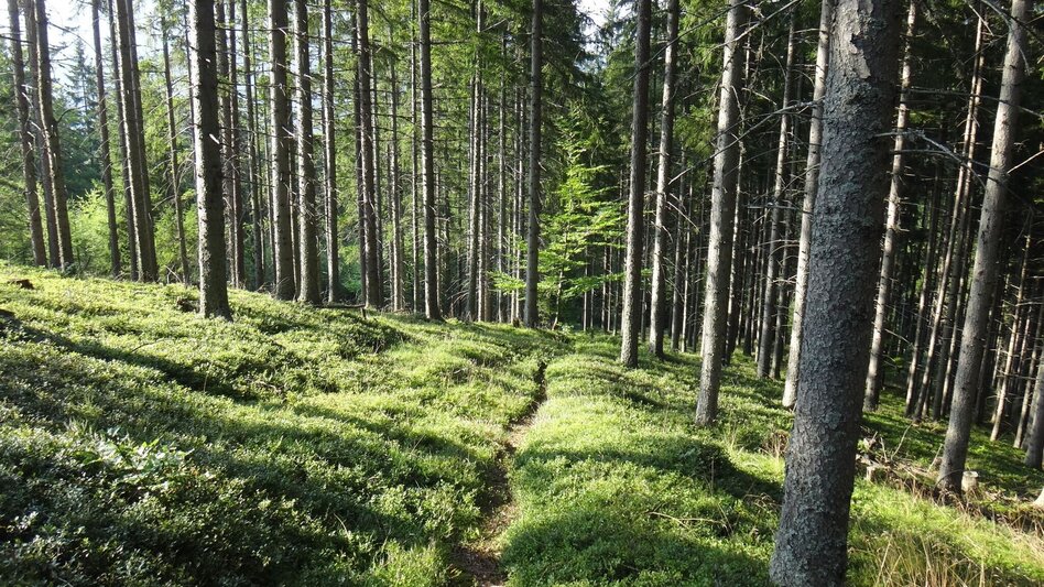 Wanderung Von Etmißl auf den Floning - Touren-Impression #2.3 | © Marktgemeinde Thörl