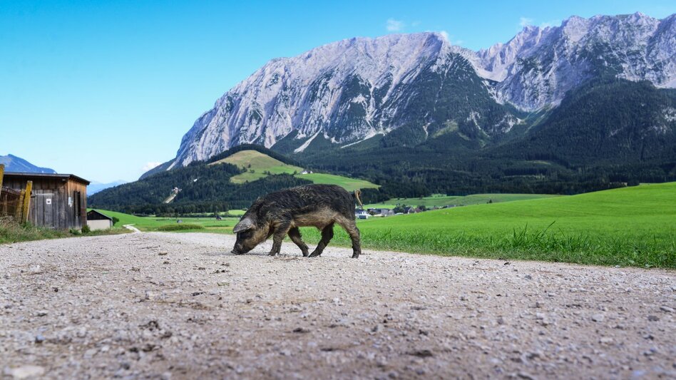 Wanderung Kinderwagentour im Ortsteil Krungl - Touren-Impression #2.2 | © TVB Ausseerland Salzkammergut_Jacqueline Korber