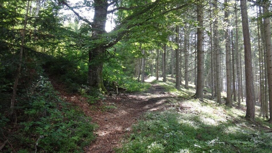Wanderung Von Etmißl auf die Federleben - Touren-Impression #2.2 | © Marktgemeinde Thörl