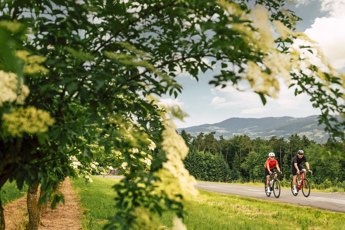 Road Cycling Apfelland & Pöllauer Tal Tour - Touren-Impression #1 | © Oststeiermark Tourismus