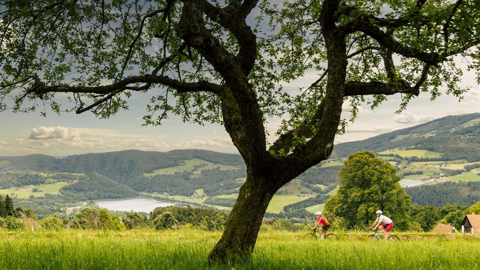Road Cycling Apfelland & Pöllauer Tal Tour - Touren-Impression #2.2 | © Oststeiermark Tourismus