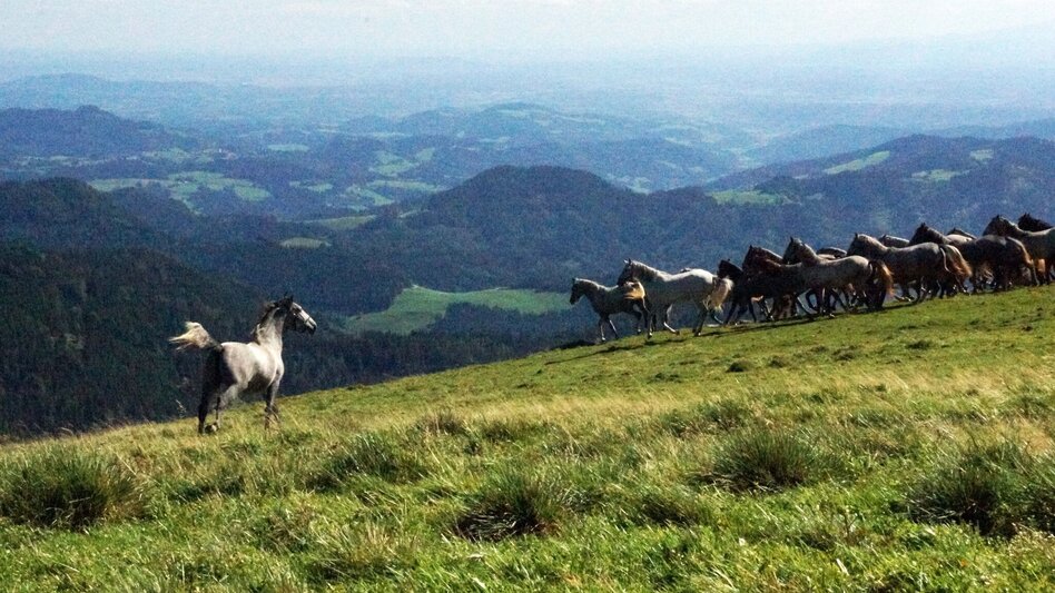 Wanderung Von der Stadt auf den Speik in 2 Tagen - Touren-Impression #2.6 | © Region Graz
