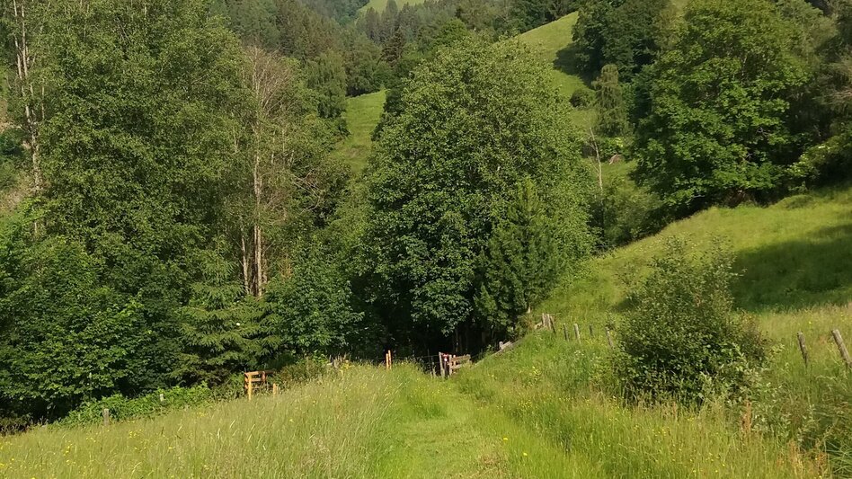 Hiking Route Power place hike 7: Talbauernrunde - Touren-Impression #2.2 | © Andrea Siebenhofer