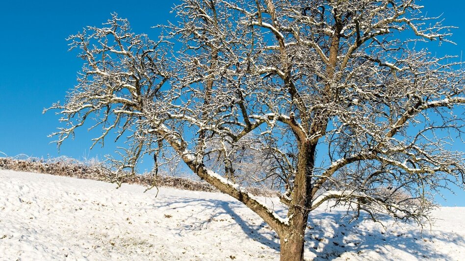 Winter Hiking Winter circuit Breiteggerweg - Touren-Impression #2.5 | © Oststeiermark Tourismus