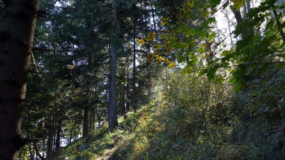 Hiking Route Magic mountain Pfaffenkogel - Touren-Impression #2.3 | © Region Graz