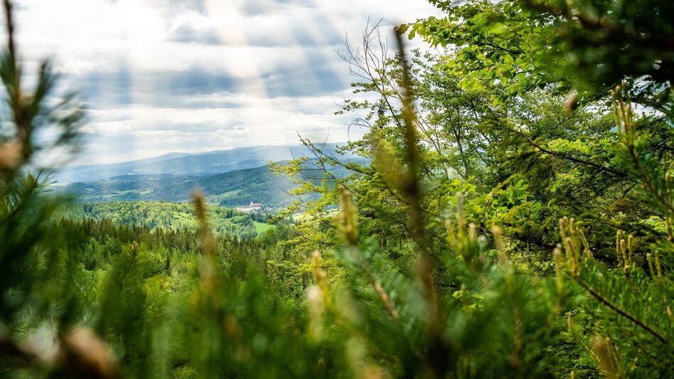 Hiking Route Magic mountain Pfaffenkogel - Touren-Impression #2.6 | © Region Graz
