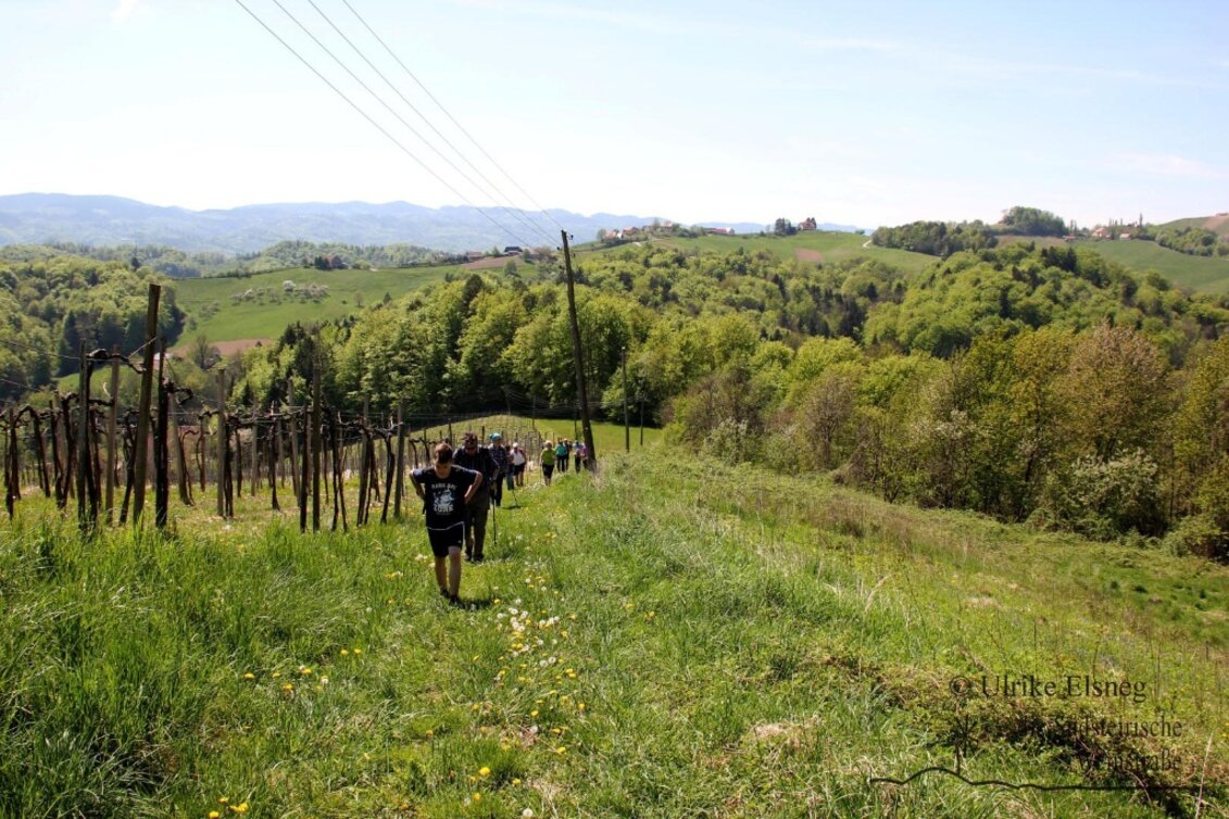 Nordic Walking Nordic Walking Vinotour -  Orange Strecke - Touren-Impression #1 | © Südsteiermark
