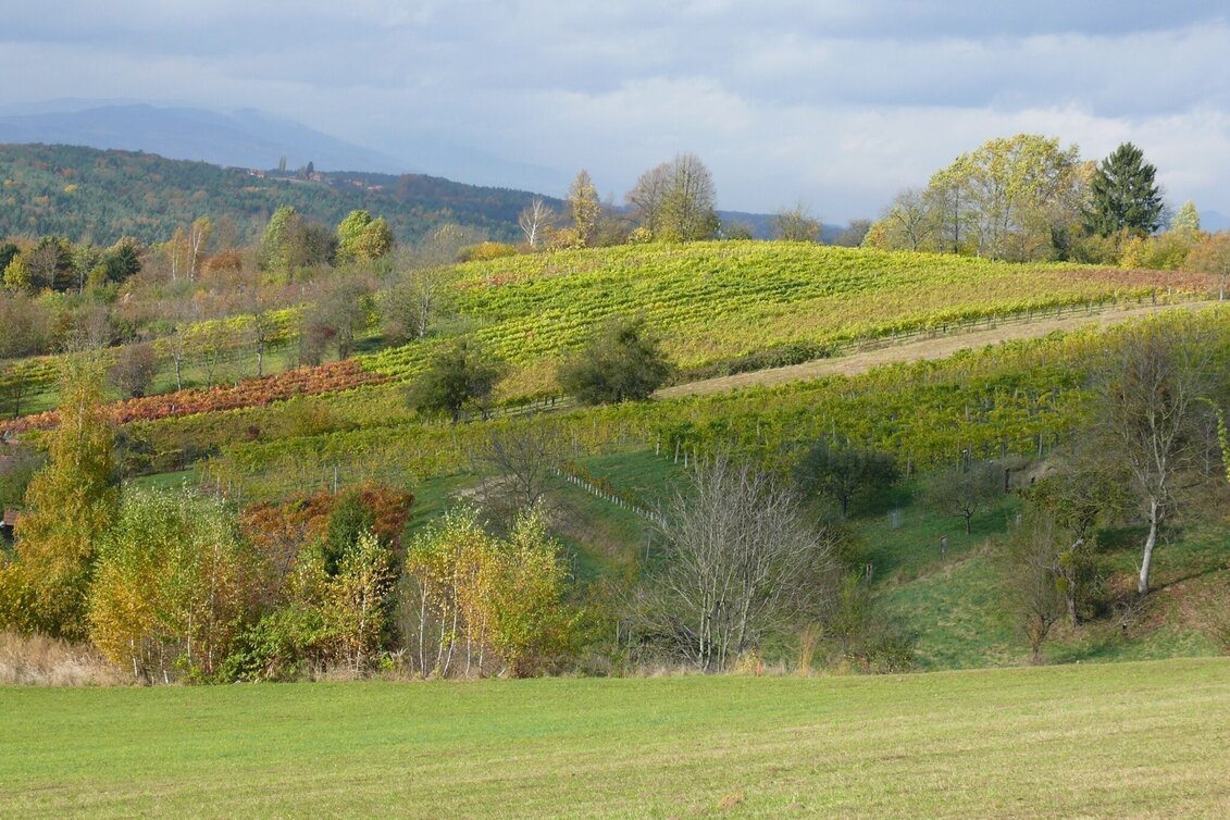 Wanderung W8 Berglerweg - Bad Waltersdorf - Touren-Impression #1 | © Thermen- & Vulkanland