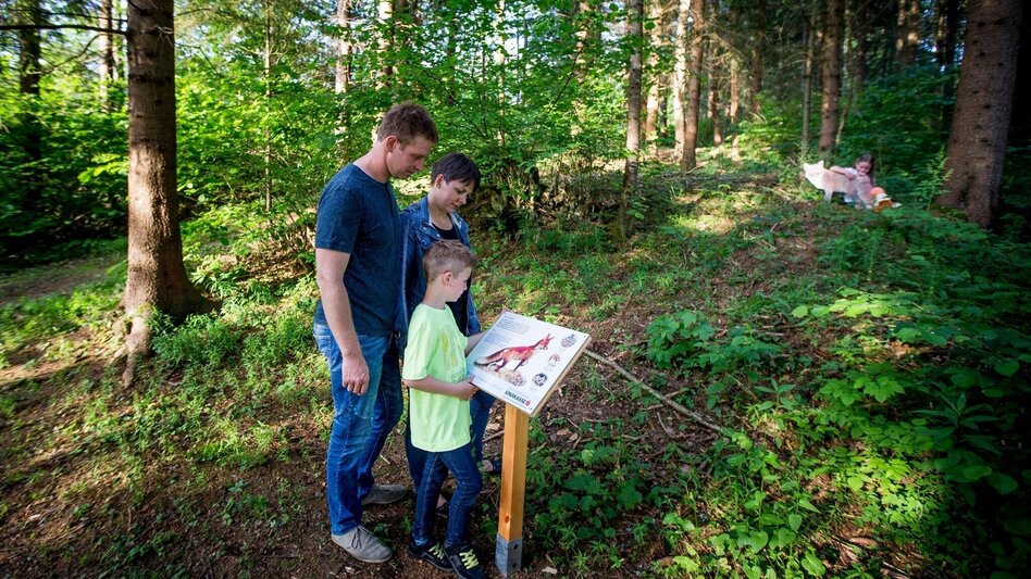 Themed Nature Trail Frauenhainweg Educational Animal Trail Murau - Touren-Impression #2.2 | © Tourismusverband Murau